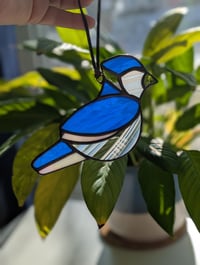 Blue Jay - Made to Order
