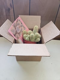Image 2 of Monthly Cacti Subscription!