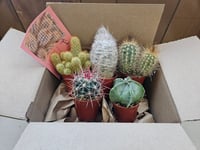 Image 5 of Monthly Cacti Subscription!
