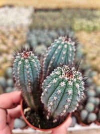 Image 6 of Monthly Cacti Subscription!