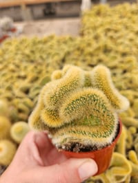 Image 7 of Monthly Cacti Subscription!