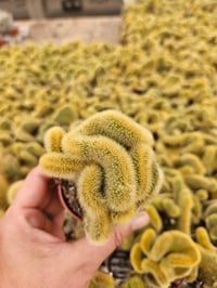 Image 8 of Monthly Cacti Subscription!