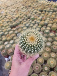 Image 9 of Monthly Cacti Subscription!