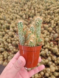 Image 10 of Monthly Cacti Subscription!