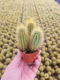 Image 11 of Monthly Cacti Subscription!