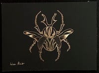 Image 1 of Scarabée volant