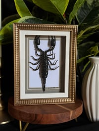 GOLD - SCORPION FRAME