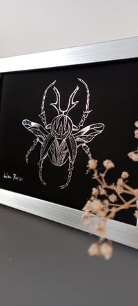 Image 5 of Scarabée volant