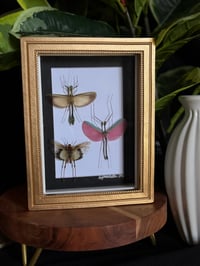 WINGED INSECT TRIO