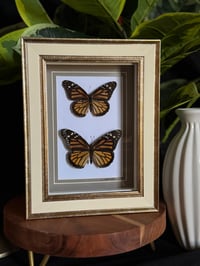 MONARCH DUO - CREAMY GOLD