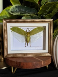KATYDID BOX - GOLD / WHITE