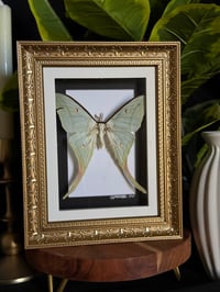 LUNA MOTH - ORNATE GOLD / BLACK