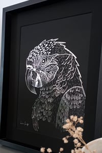 Image 3 of Perroquet Ara