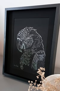 Image 4 of Perroquet Ara