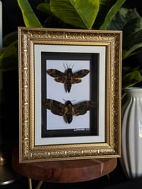 DEATH HEAD HAWK MOTH DUO