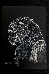 Image 1 of Perroquet Ara