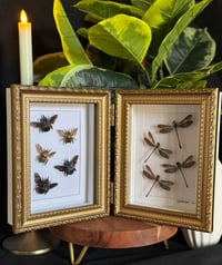 DAMSELFLY / BEE FOLDING FRAME