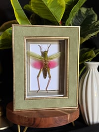 PINK/GREEN GRASSHOPPER BOX - sea green