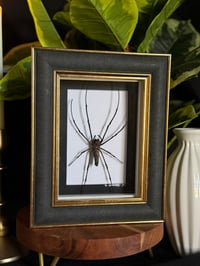 ORB WEAVER BOX - LEATHER