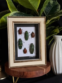 RED / GREEN BEETLE BOX