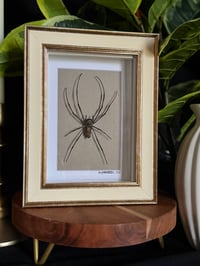 ORB WEAVER SPIDER BOX