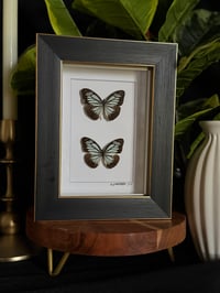 COMMON WANDERER BUTTERFLY DUO