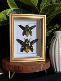JEWEL BEETLE DUO - GOLD