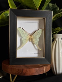 LUNA MOTH BOX - SLEEK BLACK