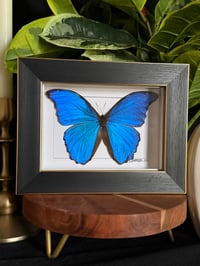 MORPHO BUTTERFLY - sleek black