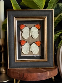 GREAT ORANGE TIP DUO