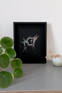 Image 5 of Hirondelles