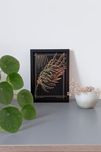 Image 3 of Algue marine