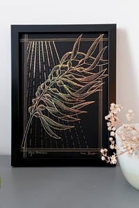 Image 4 of Algue marine