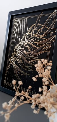 Image 2 of Algue marine