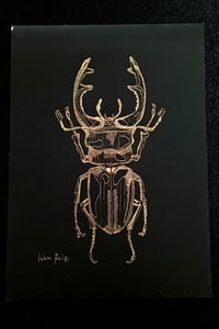 Image 1 of Lucane cerf-volant