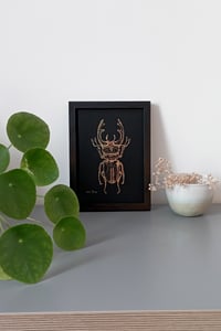 Image 5 of Lucane cerf-volant