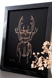 Image 4 of Lucane cerf-volant