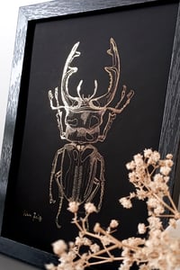 Image 2 of Lucane cerf-volant