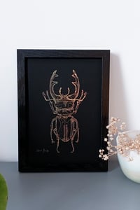 Image 3 of Lucane cerf-volant