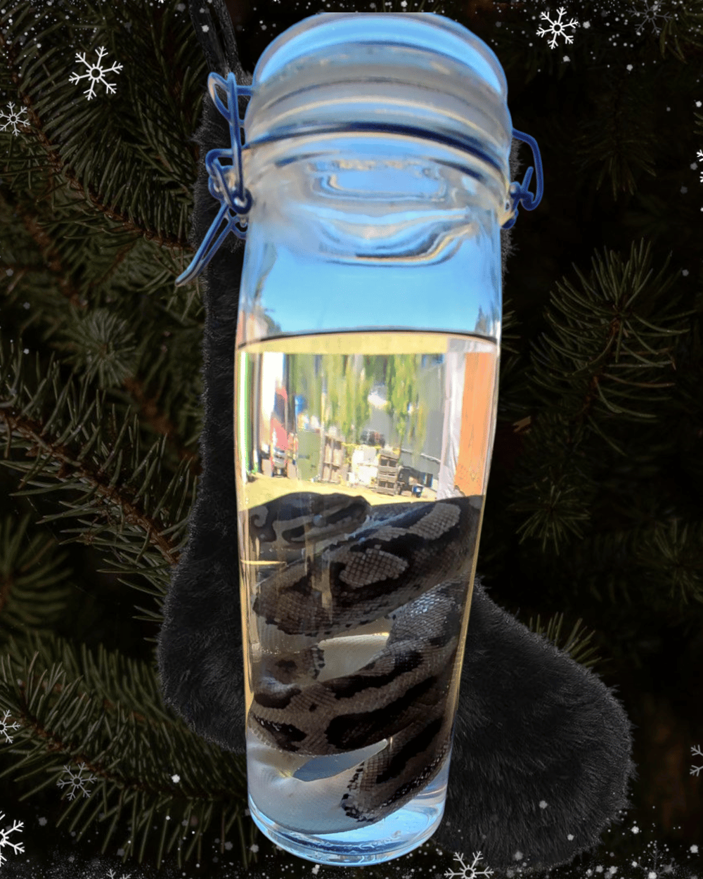 Image of Pied Ball Python 