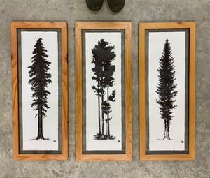 Medium Trio (Mountain Hemlock, Alder Grove, Western Cedar)