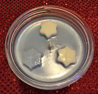 Image 4 of Nordic Winter 