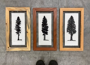 Small Trio (Ponderosa, Redwood, Fir)