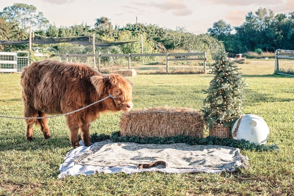 Image of The Highland Holiday Set - Last Chance!