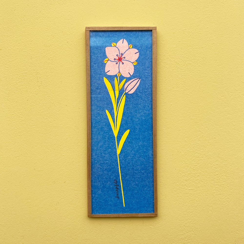 Image of Alsine à feuilles tenues