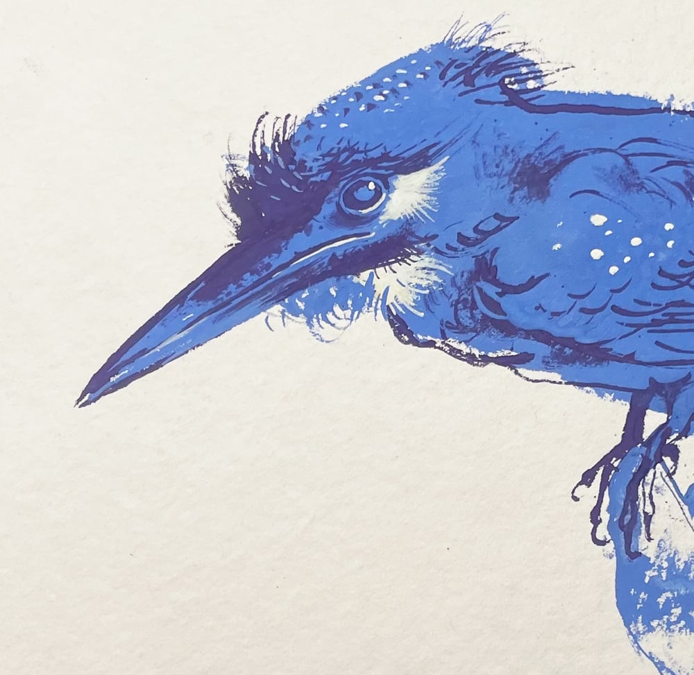 Image of Eisvogel / King fisher