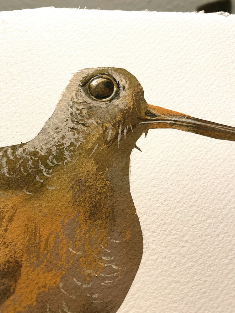 Image of Schnepfe am Abgrund / A snipe starring at the abyss