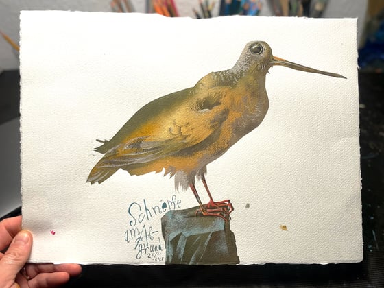 Image of Schnepfe am Abgrund / A snipe starring at the abyss