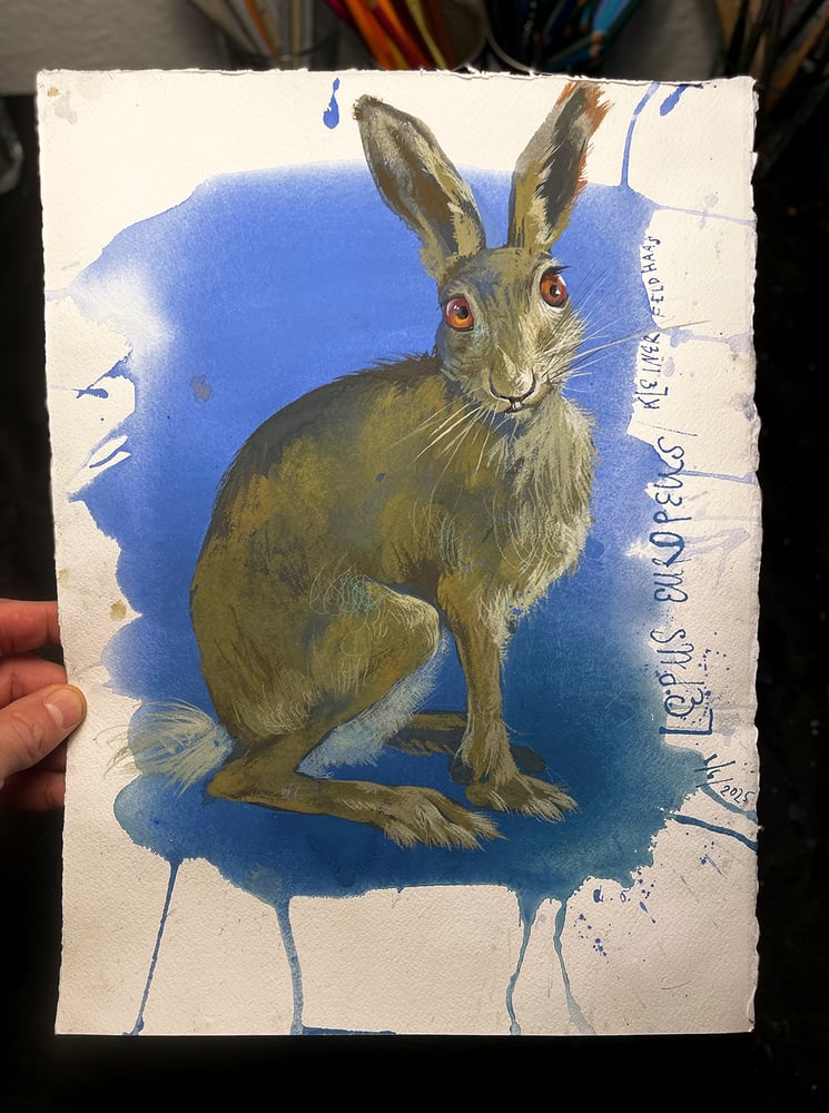 Image of Little Swiss hare