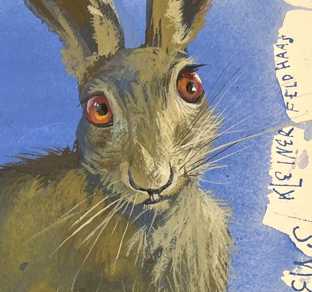 Image of Little Swiss hare